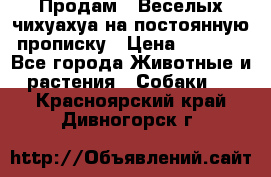 Продам.  Веселых чихуахуа на постоянную прописку › Цена ­ 8 000 - Все города Животные и растения » Собаки   . Красноярский край,Дивногорск г.